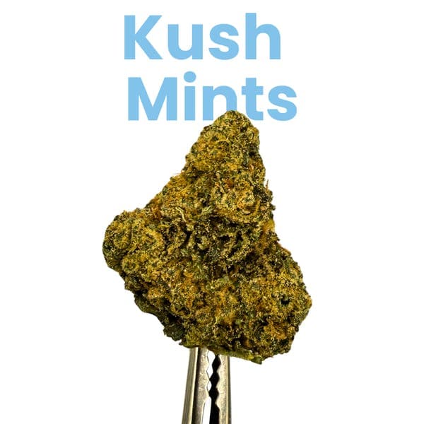Kush Mints • Flower • 28g - Jive Cannabis Co. | Treehouse Cannabis