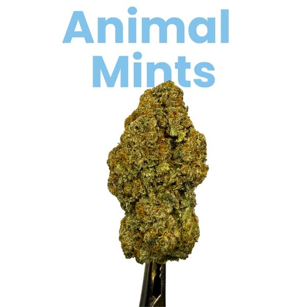 Animal Mints Flower 28g - Jive Cannabis Co.