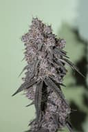 Randy's Candy | Flower | 3.5g