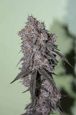 Randy's Candy | Flower | 3.5g