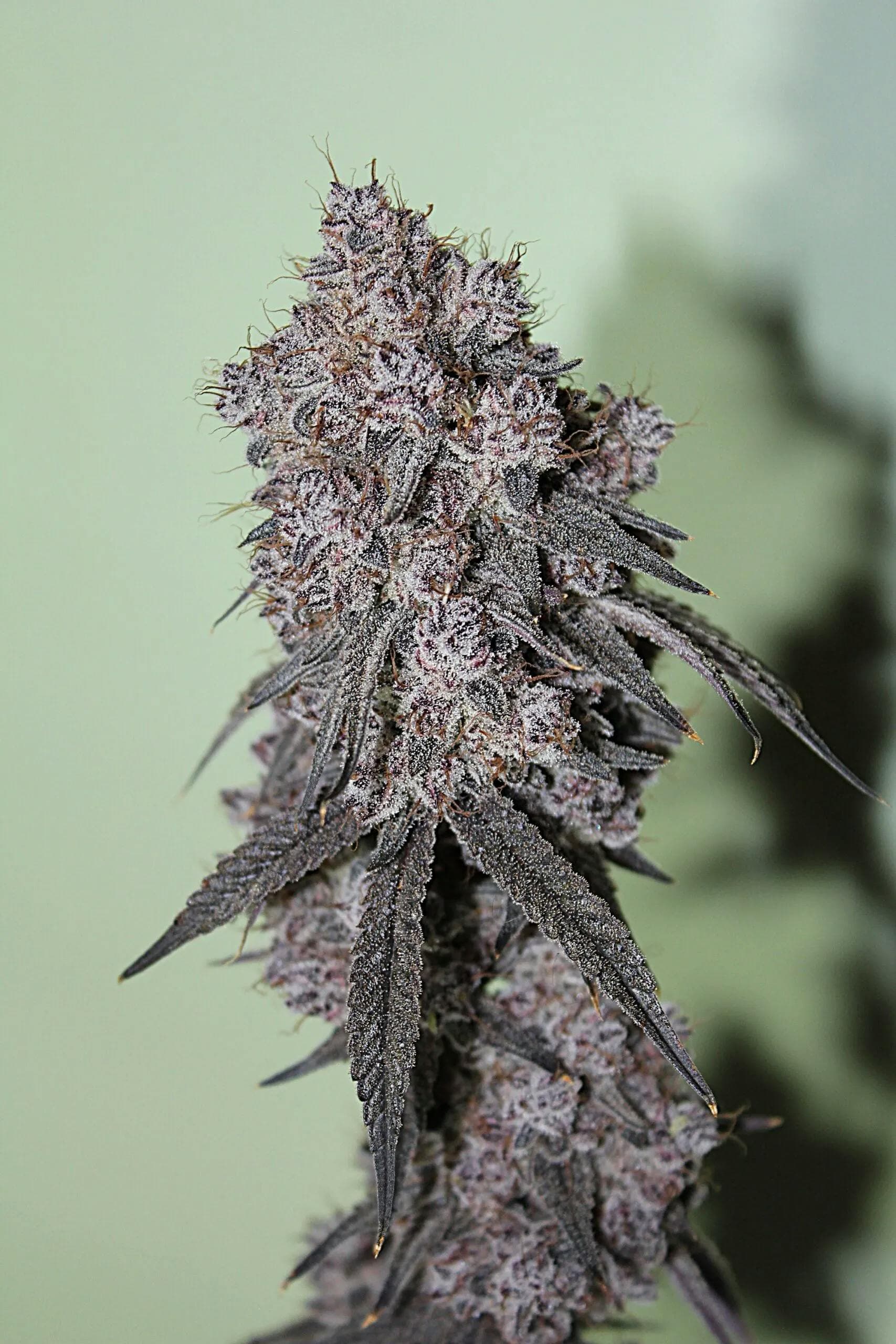 product image for Randy's Candy Flower 3.5g