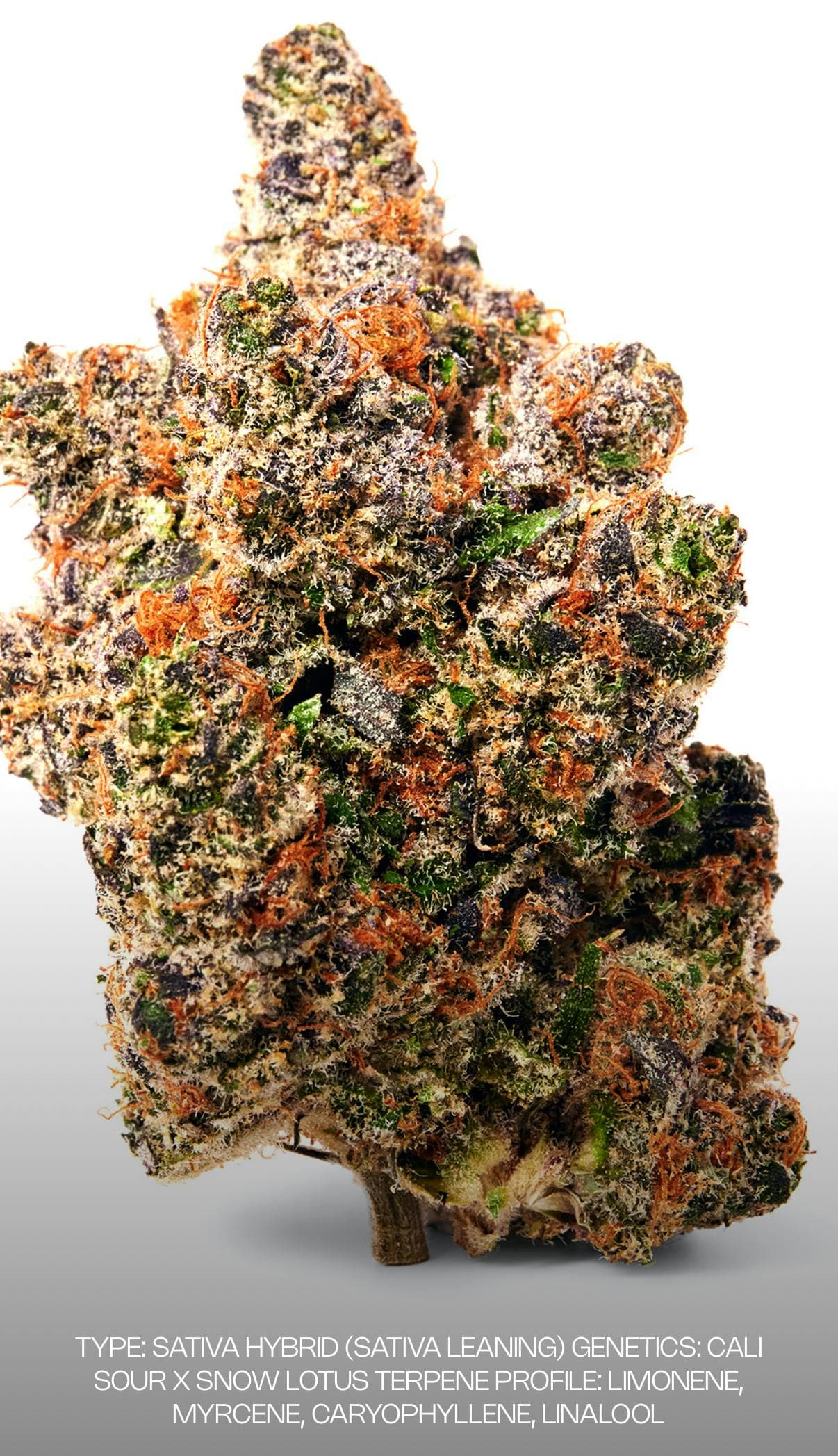 product image for Satsuma Sour Flower 3.5g