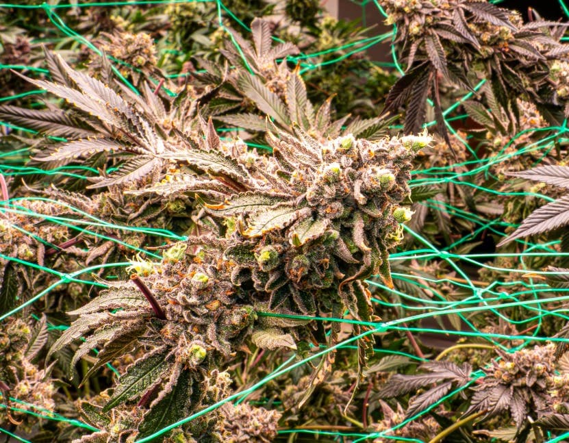 RS-11 Flower 3.5g - Hybrid Theory