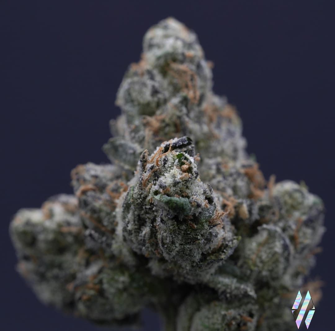 Catskill Candy • Flower • 3.5Gg - Milkweed | Treehouse Cannabis