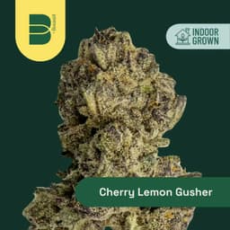 Cherry Lemon Gusher | Flower | 14g