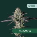 Candy Margy | Flower | 14g