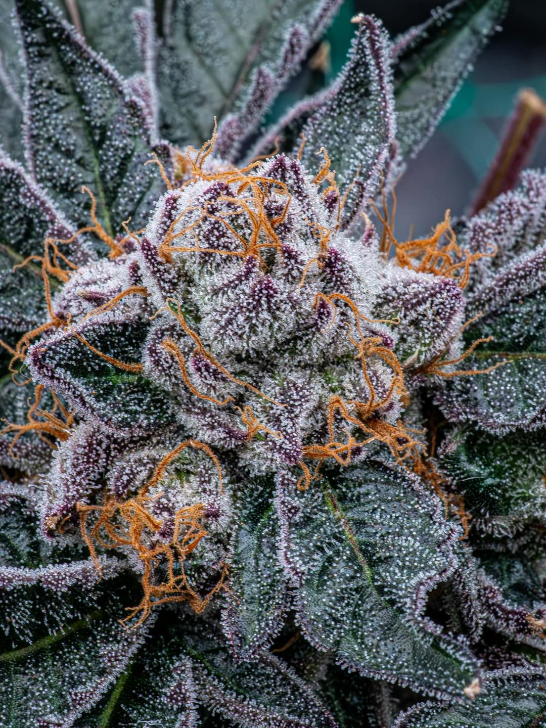 Aye Papi • Flower • 3.5g - Hybrid Theory | Treehouse Cannabis