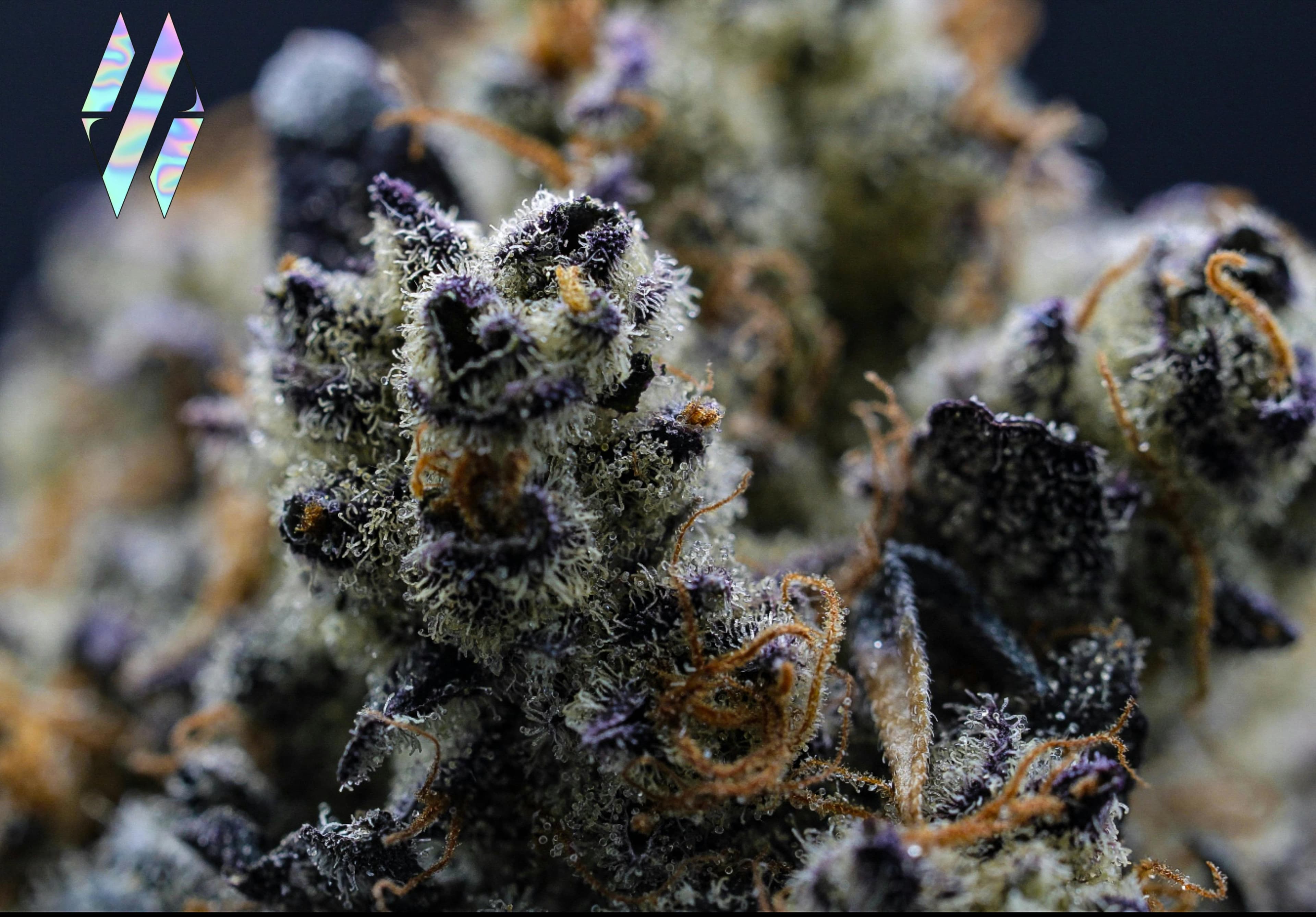 Secret Blueberry Flower 3.5Gg - Milkweed