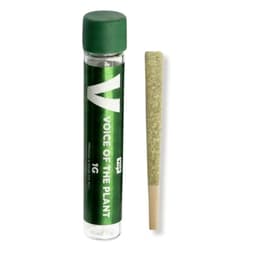 Gelato 41 | Pre-roll | 1g