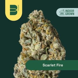 Scarlet Fire | Flower | 14g
