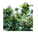 Blue Zushi | Flower | 3.5g