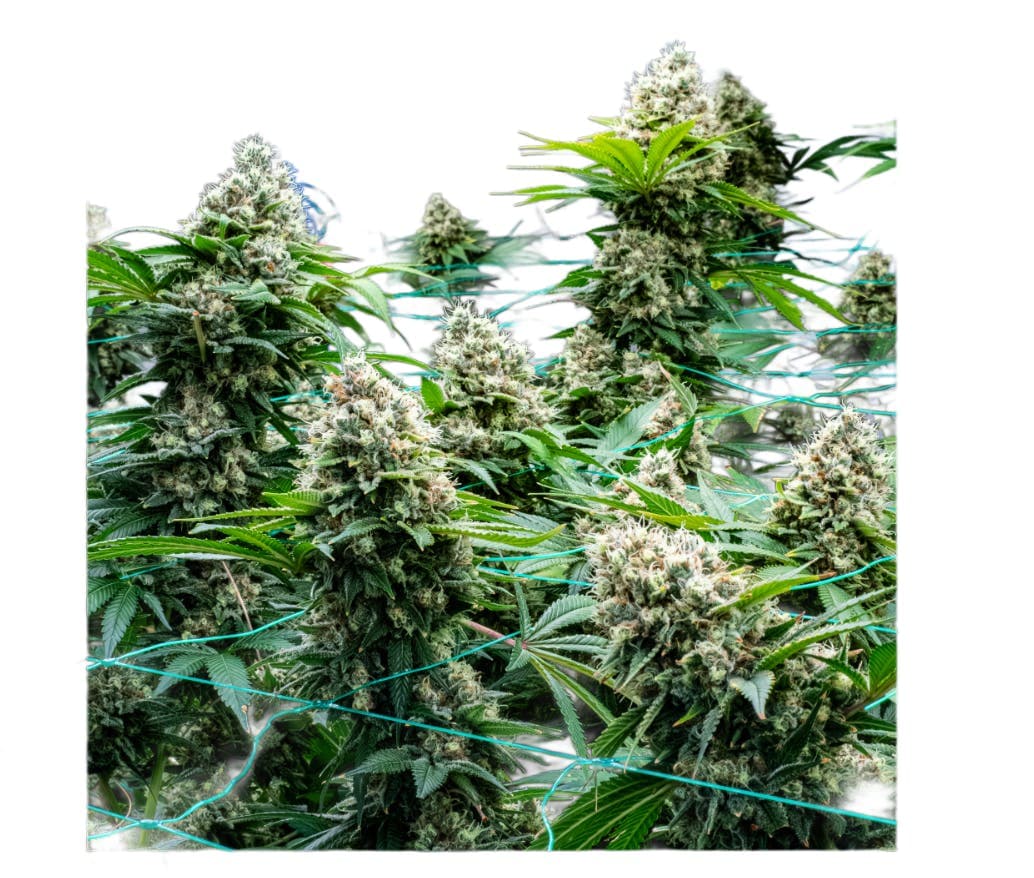 product image for Blue Zushi Flower 3.5g