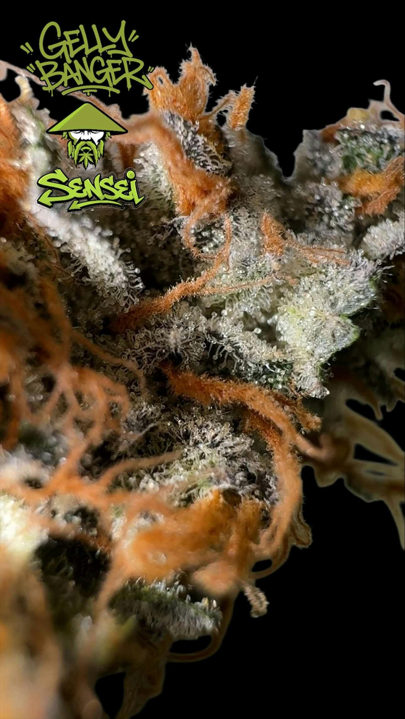 Gelly Banger Flower 3.5G - TKSxSensei