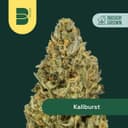 Kaliburst | Flower | 3.5g