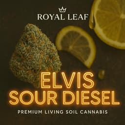 Elvis Sour Diesel | Flower | 3.5G