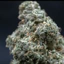 Frog Poison | Flower | 3.5Gg