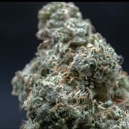 Frog Poison | Flower | 3.5Gg