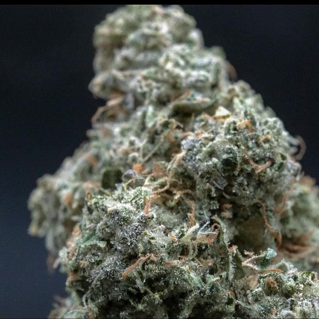 product image for Frog Poison Flower 3.5Gg