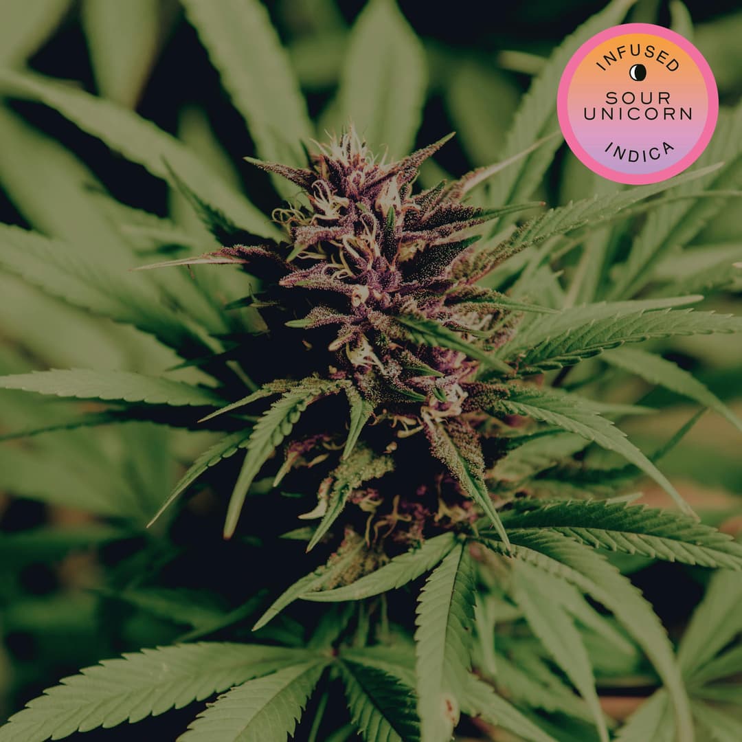 Sour Unicorn Hash-Infused .5g Joint - Hudson Cannabis | Treehouse Cannabis
