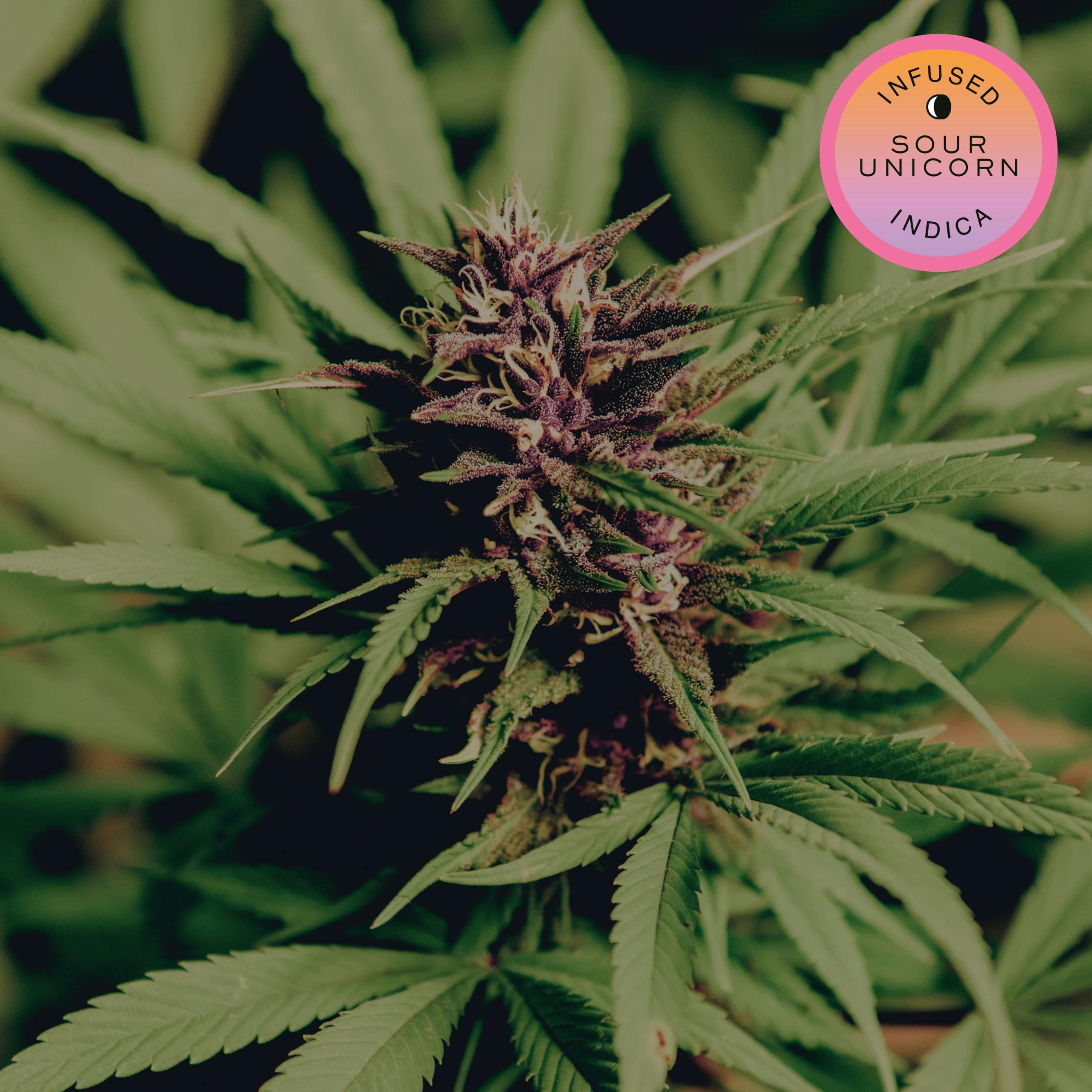 Sour Unicorn Hash-Infused .5g Joint - Hudson Cannabis
