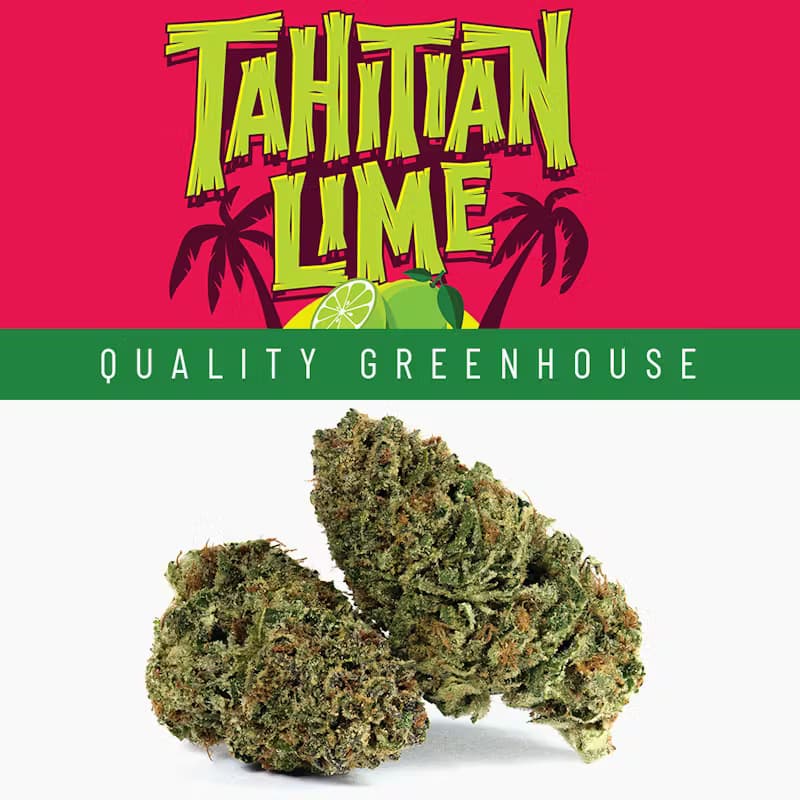 Tahitian Lime • Cookies • 3.5g - Cookies | Treehouse Cannabis