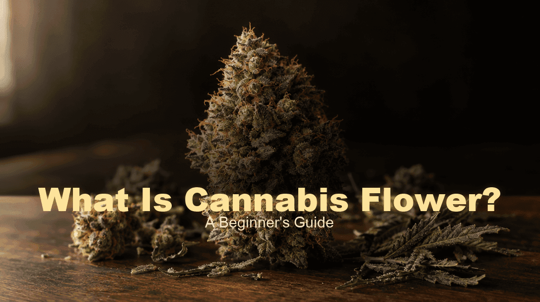 What Is Cannabis Flower? A Beginner’s Guide blog post cover image