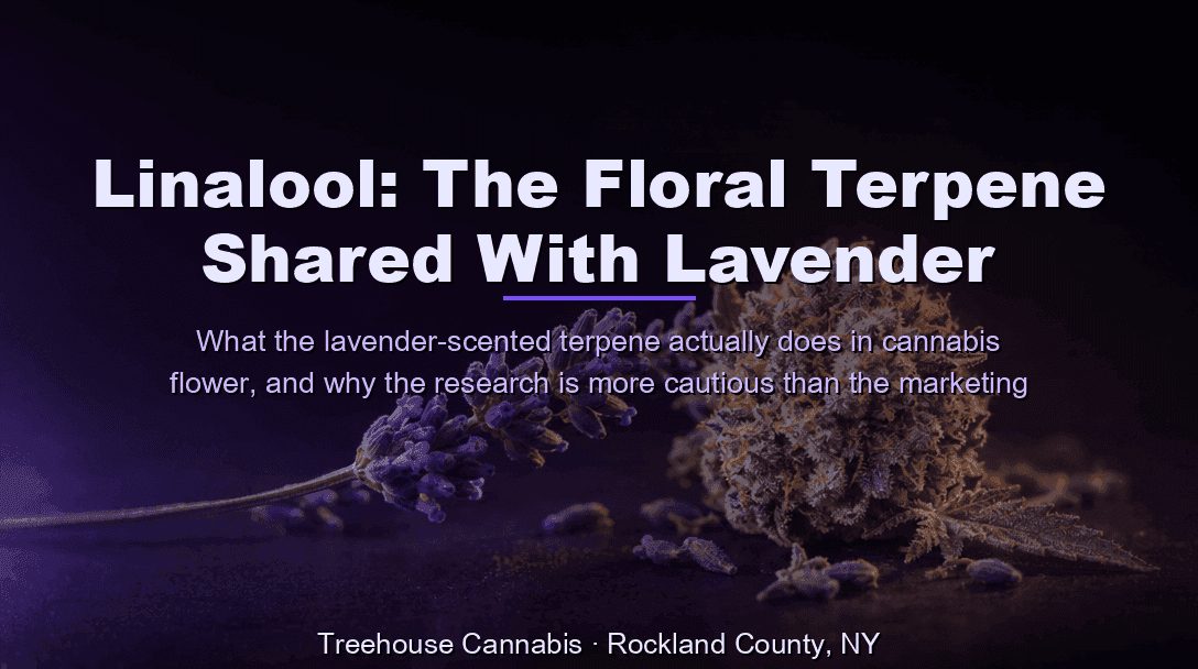 Linalool: The Floral Terpene Shared With Lavender blog post cover image