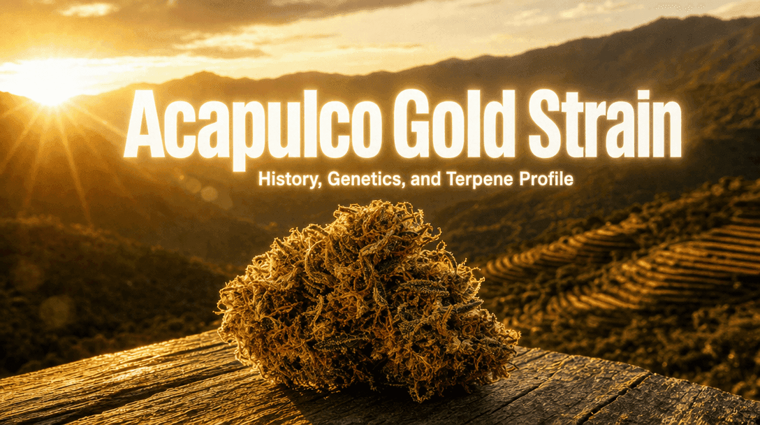 Acapulco Gold Strain: History, Genetics, and Terpene Profile blog post cover image