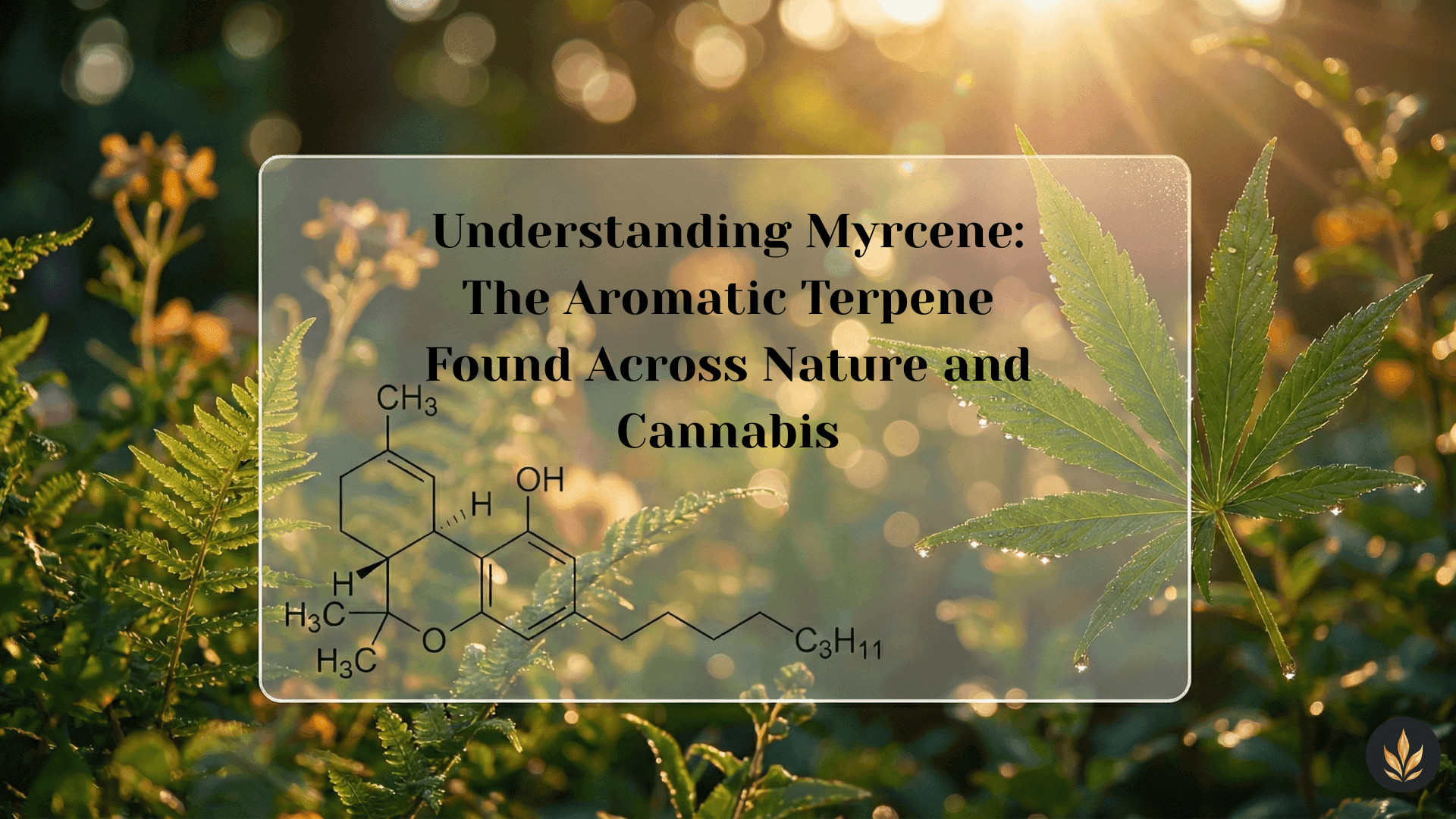 Understanding Myrcene: The Aromatic Terpene Found Across Nature and Cannabis blog post cover image